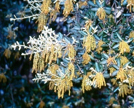 Encina en flor (Quercus ilex subsp. ballota)