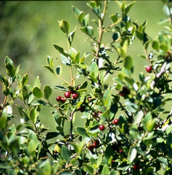 Aladierno (Rhamnus alaternus)