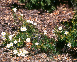 Jaras (Cystus clusii)