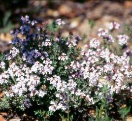 Tomillo (Thymus vulgaris)