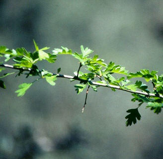 Majuelo (Crataegus monogyna)