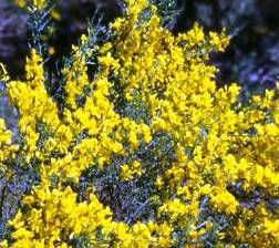 Aliaga (Genista scorpius)