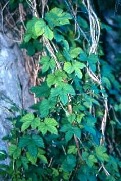 Nueza (Bryonia sp.)