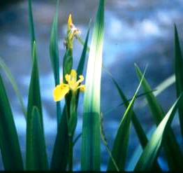 Lirio amarillo (Iris pseudoacore)