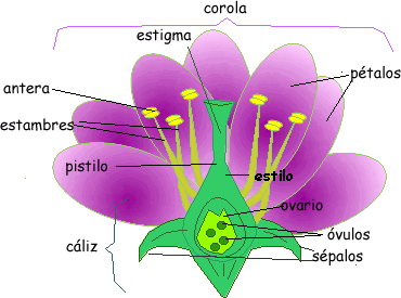 Anatomía de la flor