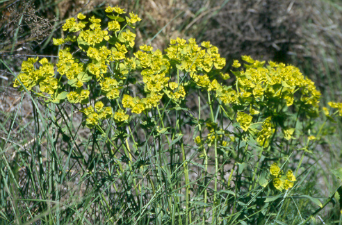 Euphorbia