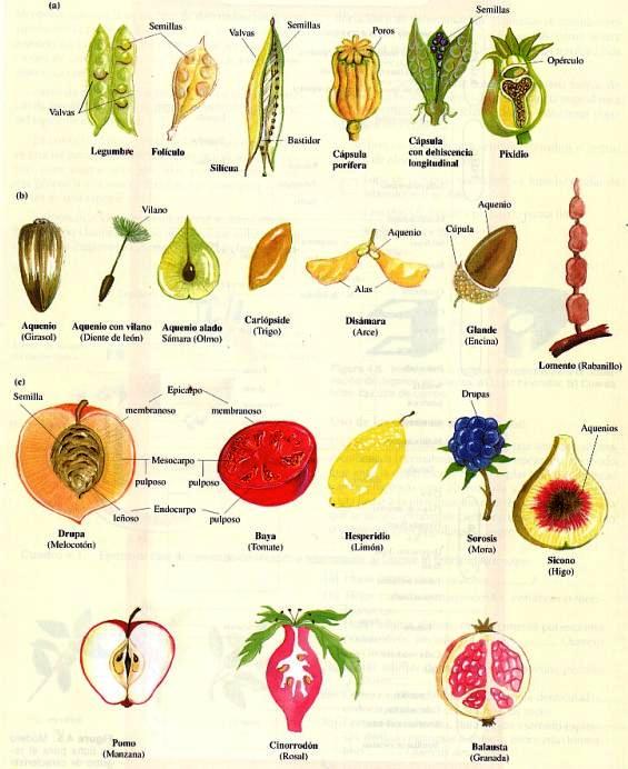 Frutos de Angiospermas (a-secos dehiscentes, b-secos indehiscentes, c-carnosos)