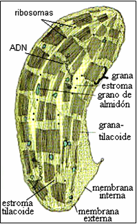 Estructura de un cloroplasto