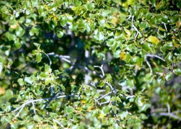 Coscoja (Quercus coccifera)