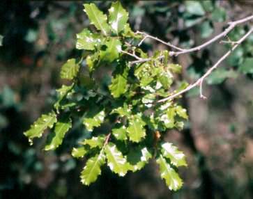 Quejigo (Quercus faginea) 