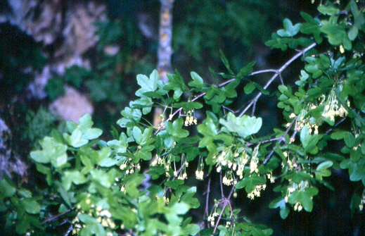 Arce de montpellier (Acer monspessulanum)