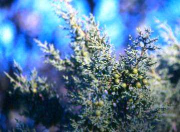 Sabina negral (Juniperus phoenicea)