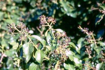 Hiedra (Hedera helix)