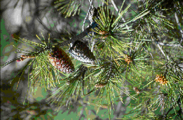 Conos de pino carrasco (Pinus halepensis)