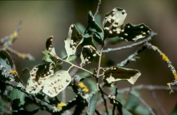 Agallas en hojas de encina